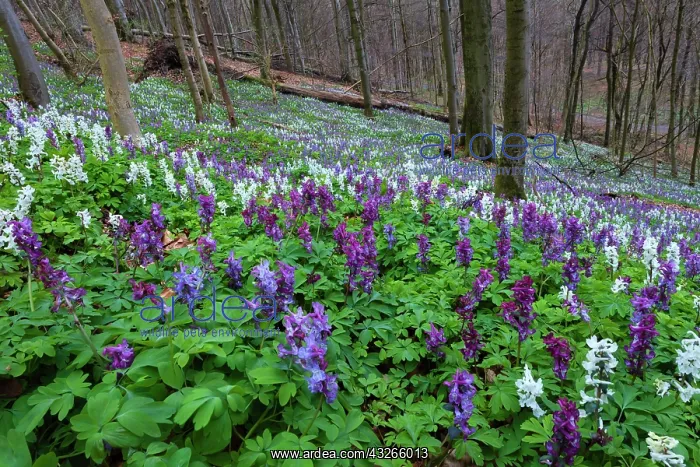 : Bulbus corydalis, flowering in beech woodland, springtime : Bulbus corydalis, flowering in beech woodland, springtime