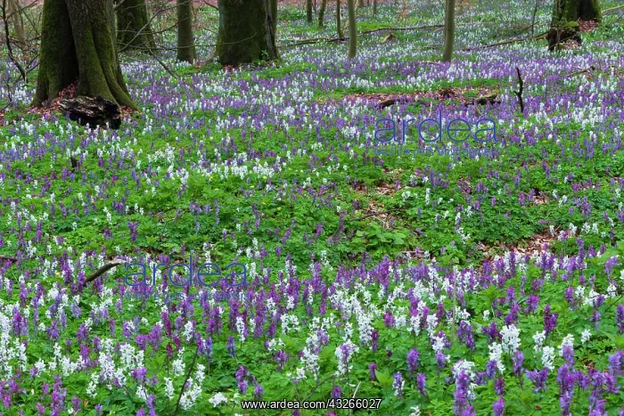 : Bulbus corydalis, flowering in beech woodland, springtime : Bulbus corydalis, flowering in beech woodland, springtime