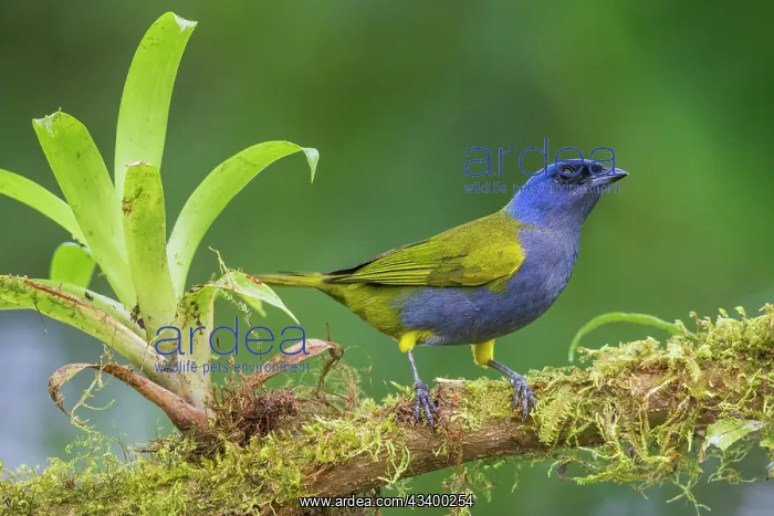 : Bule-capped tanager at home in Ecuador's cloud forest : Bule-capped tanager at home in Ecuador's cloud forest