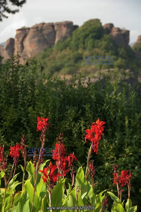 : Bulgaria, Belogradshick. The Rocks of Belogradshick : Bulgaria, Belogradshick. The Rocks of Belogradshick
