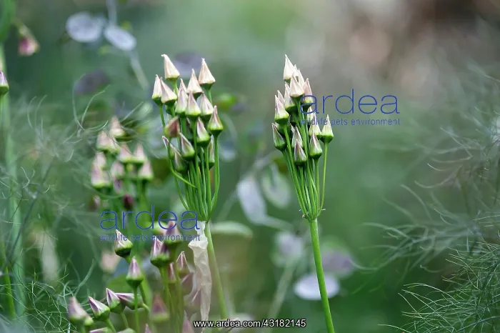 : Bulgarian honey garlic, Nectaroscordum siculum bulgaricum : Bulgarian honey garlic, Nectaroscordum siculum bulgaricum