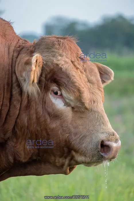  : Bull