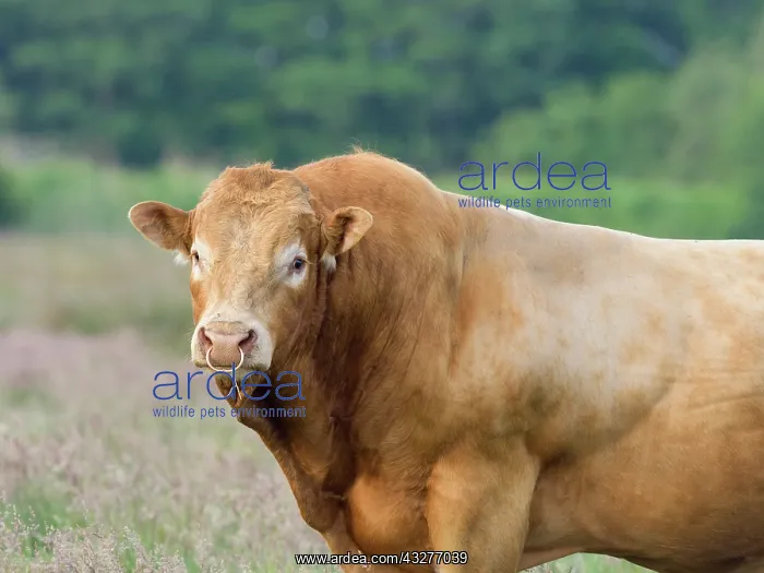  : Bull