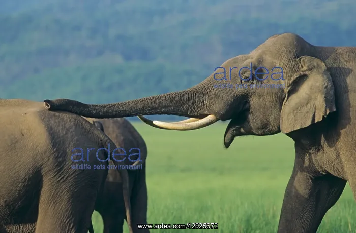 : Bull Asian / Indian Elephant courting : Bull Asian / Indian Elephant courting