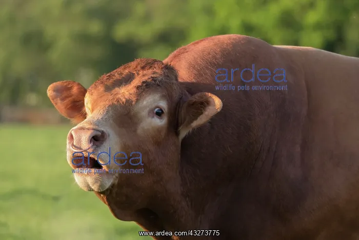  : Bull bellowing