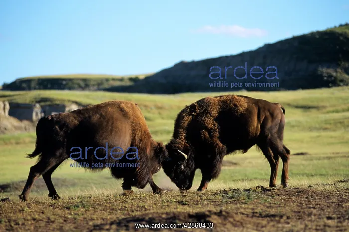 : Bull Bison - fighting, sparring, summer : Bull Bison - fighting, sparring, summer
