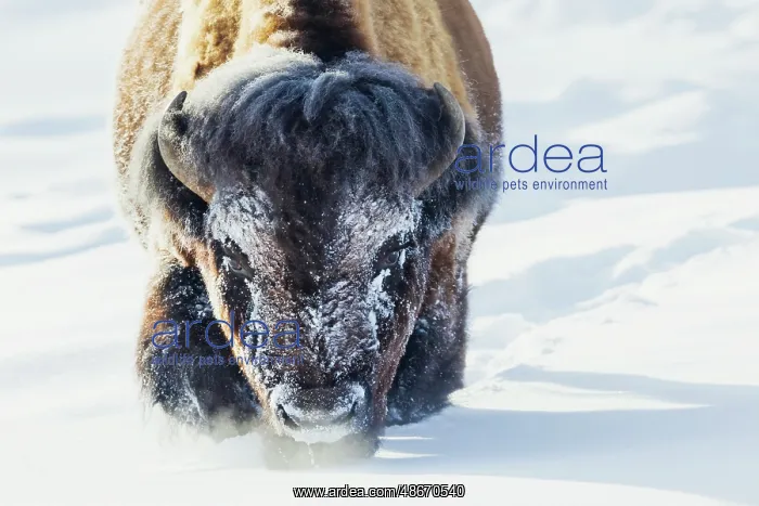 : Bull bison wading through the deep snow of Yellowstone : Bull bison wading through the deep snow of Yellowstone