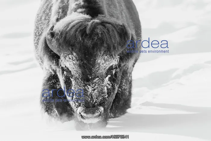  : Bull bison wading through the deep snow of Yellowstone