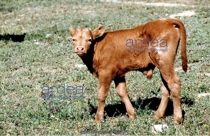 : Bull calf : Bull calf