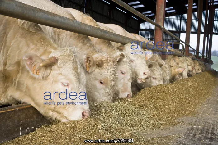 : Bull-calves eating a mix of silage and complements France : Bull-calves eating a mix of silage and complements France