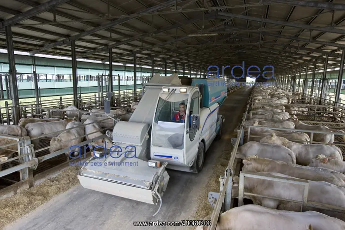 : Bull-calves eating silage in fattening stalls Italy : Bull-calves eating silage in fattening stalls Italy