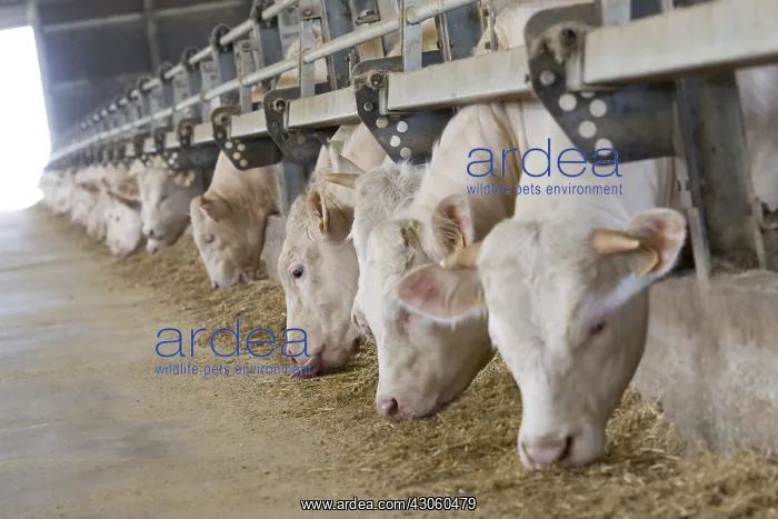 : Bull-calves eating silage in fattening stalls Italy : Bull-calves eating silage in fattening stalls Italy