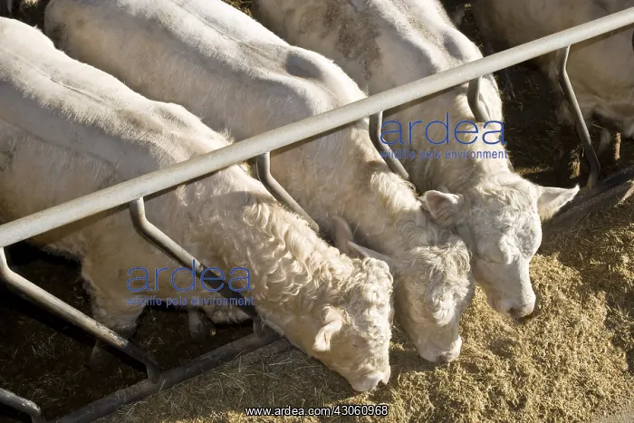  : Three Bull-calves eating in a stalling France