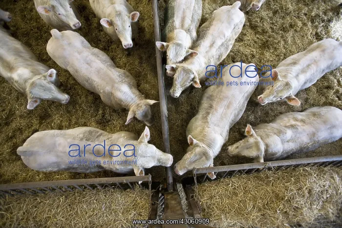 : Bull-calves fattening in boxes in a stalling France : Bull-calves fattening in boxes in a stalling France