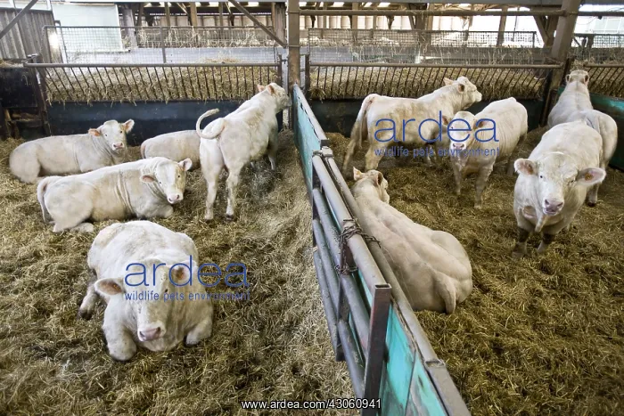 : Bull-calves fattening in boxes in a stalling France : Bull-calves fattening in boxes in a stalling France