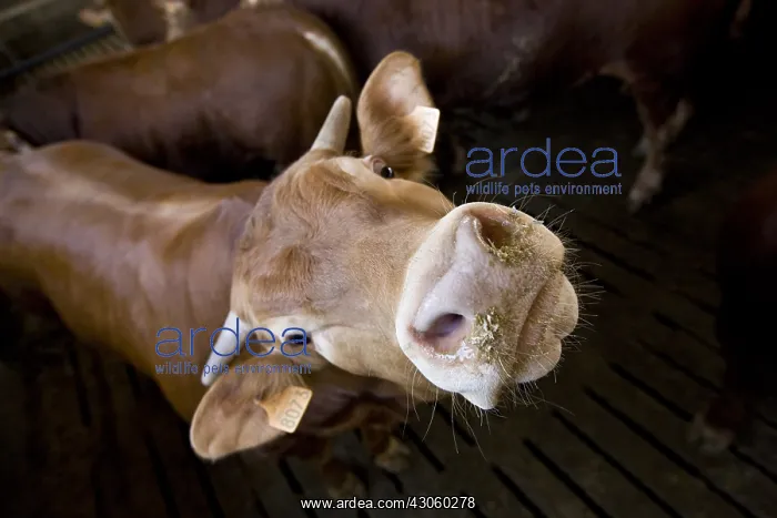 : Bull-calves fattening in a workshop on duckboards Italy : Bull-calves fattening in a workshop on duckboards Italy