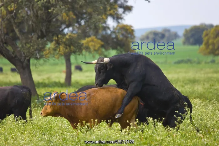 : Bull climbing over another in a meadow Andalusia Spain : Bull climbing over another in a meadow Andalusia Spain