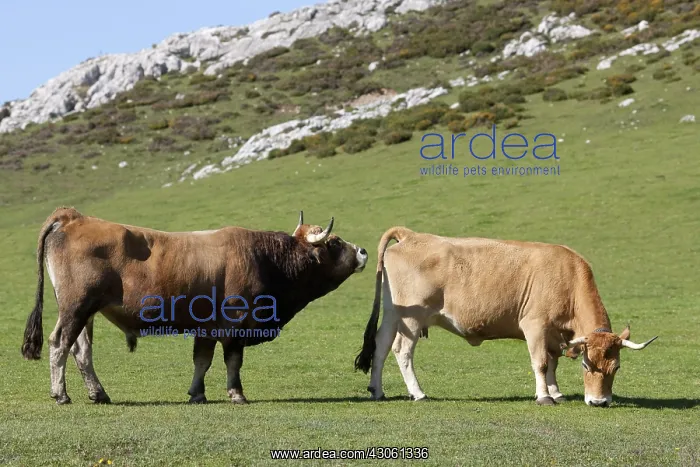 : Bull and Cow Asturian pre PN Picos de Europa Spain : Bull and Cow Asturian pre PN Picos de Europa Spain
