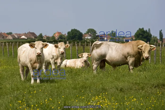 : Bull and Cows race Charolaise Charolais France : Bull and Cows race Charolaise Charolais France