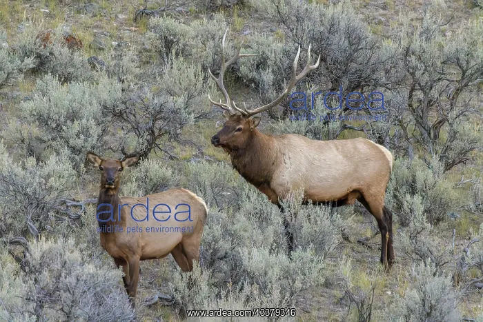 : Bull elk approaching cow elk or wapiti, Yellowstone : Bull elk approaching cow elk or wapiti, Yellowstone
