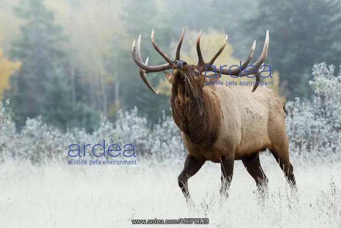: Bull elk asserting his dominance on frosty October morning : Bull elk asserting his dominance on frosty October morning