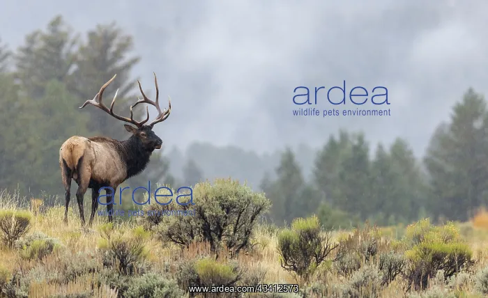: Bull elk, autumn rain in the sage brush country : Bull elk, autumn rain in the sage brush country
