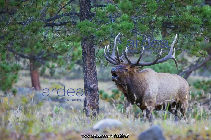  : Bull elk bugling in the Rocky Mountains, Colorado