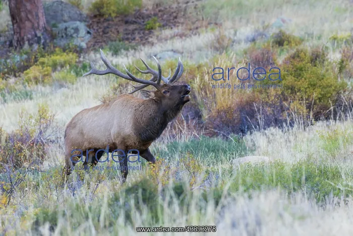 : Bull elk bugling, sounds of the Rocky Mountain Autumn : Bull elk bugling, sounds of the Rocky Mountain Autumn