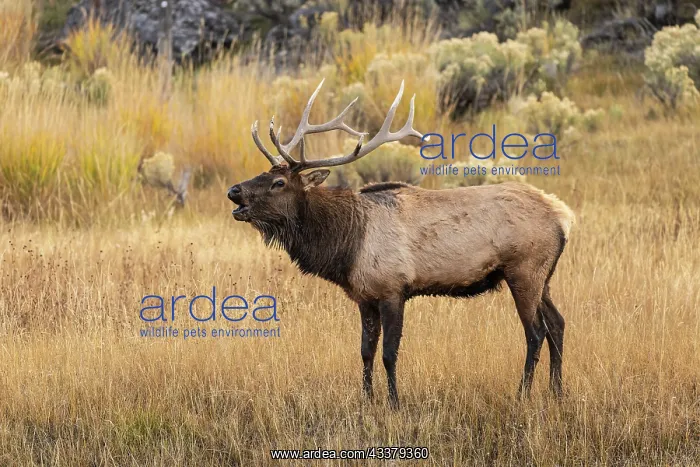 : Bull elk bugling or wapiti, Yellowstone National : Bull elk bugling or wapiti, Yellowstone National