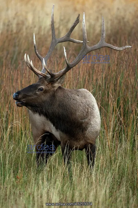  : Bull Elk, Cervus canadensis, in the Yellowstone