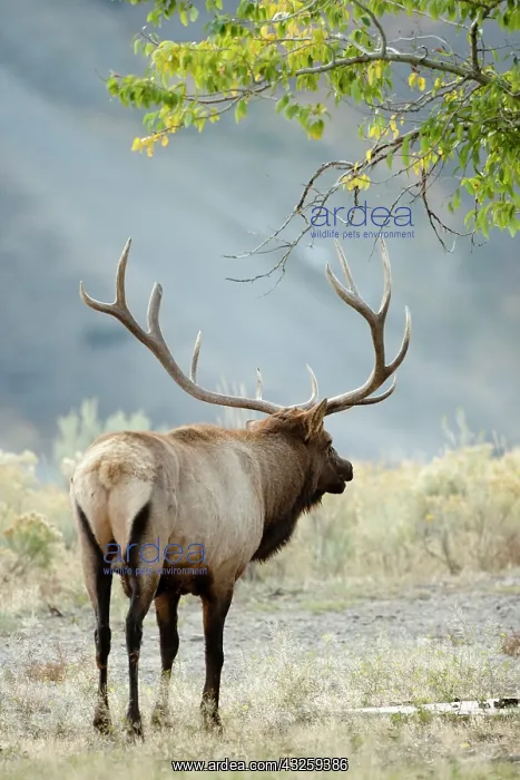 : Bull Elk, Cervus canadensis, in the Yellowstone : Bull Elk, Cervus canadensis, in the Yellowstone
