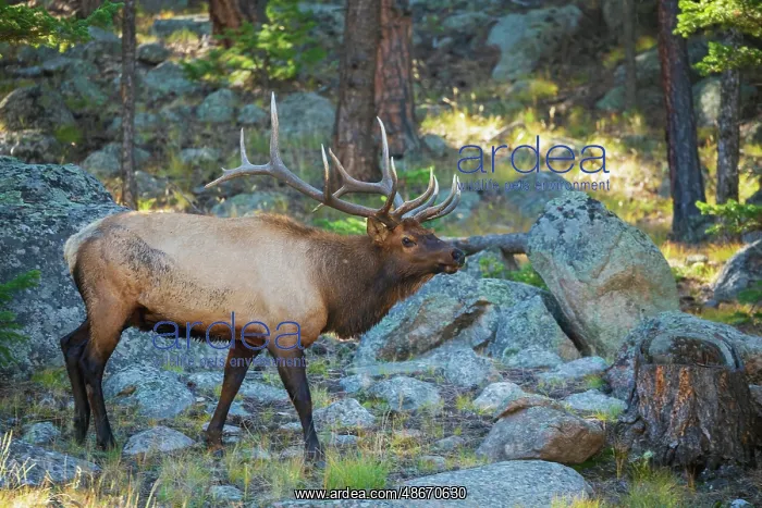 : Bull elk scanning nearby meadow in the Rocky Mountains of : Bull elk scanning nearby meadow in the Rocky Mountains of