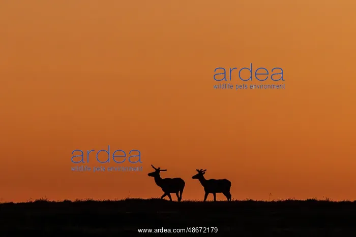 : Bull elk silhouetted by the dawn light in Theodore Roosevelt : Bull elk silhouetted by the dawn light in Theodore Roosevelt