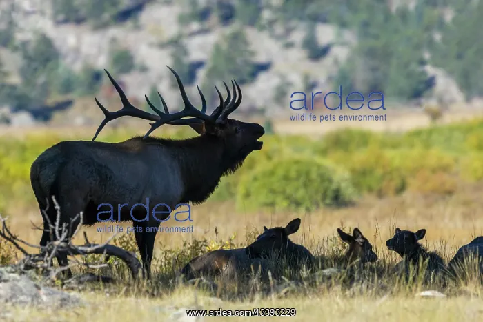 : Bull elk silhouetted in the shade while bugling : Bull elk silhouetted in the shade while bugling
