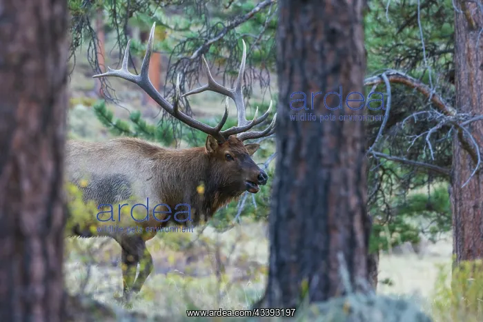 : Bull elk on the move in the Colorado western forest : Bull elk on the move in the Colorado western forest