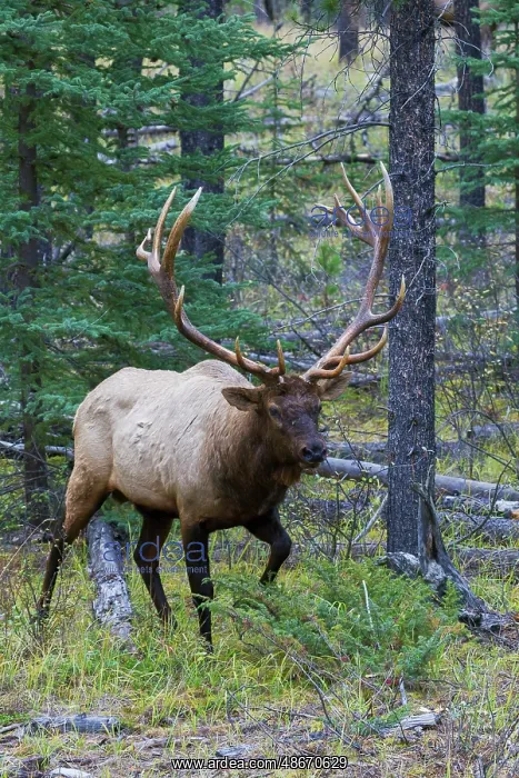 : Bull elk walking through forest in the Canadian Rockies : Bull elk walking through forest in the Canadian Rockies