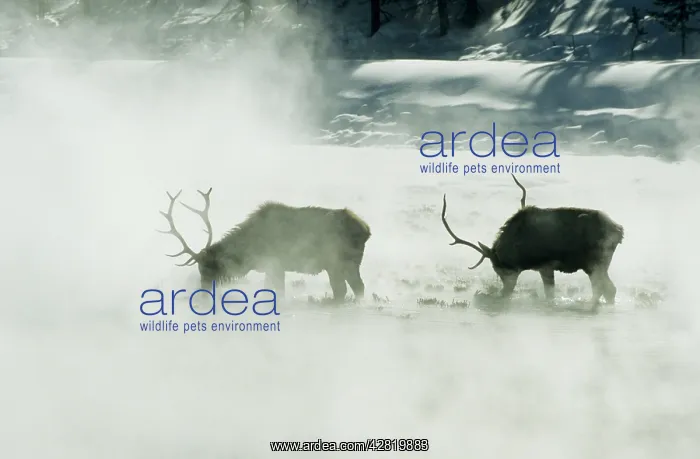 : Bull Elk / Wapiti - Feeding in hot spring area : Bull Elk / Wapiti - Feeding in hot spring area