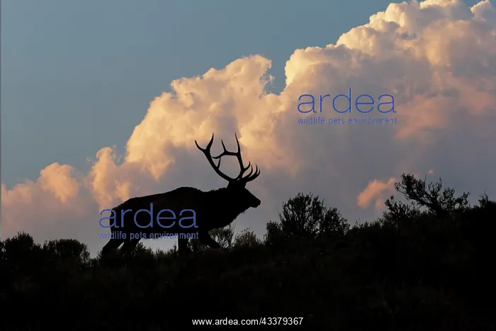 : Bull elk or wapiti silhouetted on ridge at sunrise : Bull elk or wapiti silhouetted on ridge at sunrise