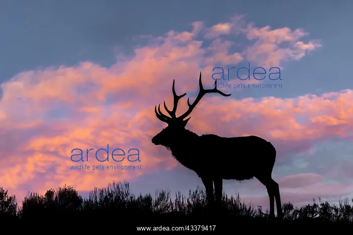 : Bull elk or wapiti silhouetted on ridge top, Yellowstone : Bull elk or wapiti silhouetted on ridge top, Yellowstone