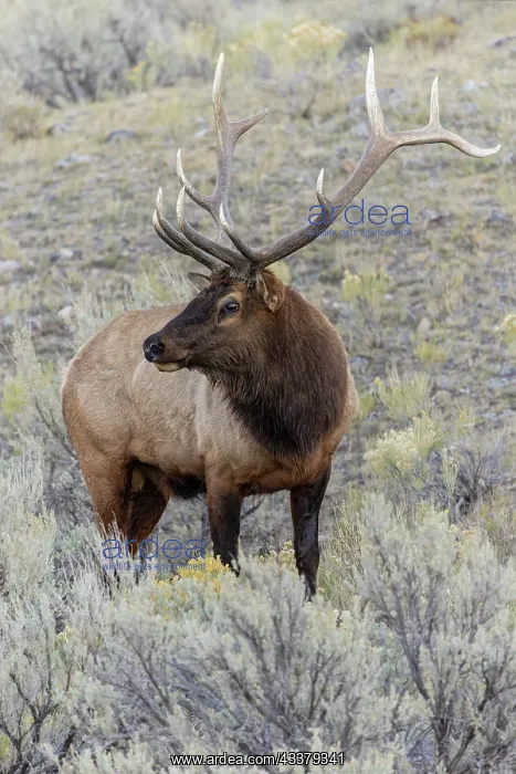 : Bull elk or wapiti, Yellowstone National Park, Wyoming : Bull elk or wapiti, Yellowstone National Park, Wyoming