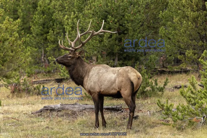 : Bull elk or wapiti, Yellowstone National Park, Wyoming : Bull elk or wapiti, Yellowstone National Park, Wyoming