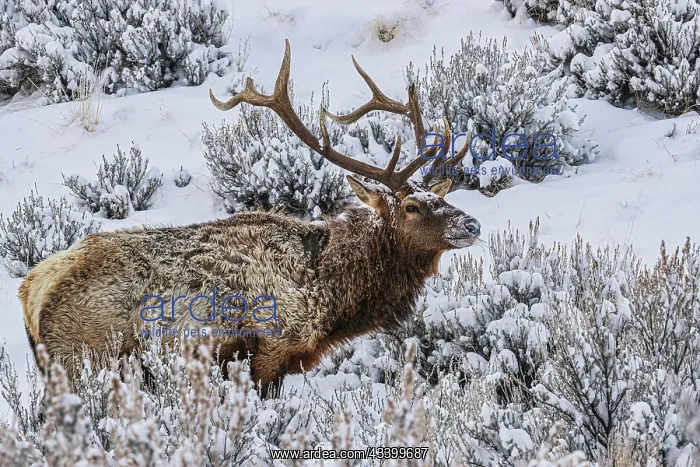 : Bull elk in winter in the Northern Range of Yellowstone : Bull elk in winter in the Northern Range of Yellowstone