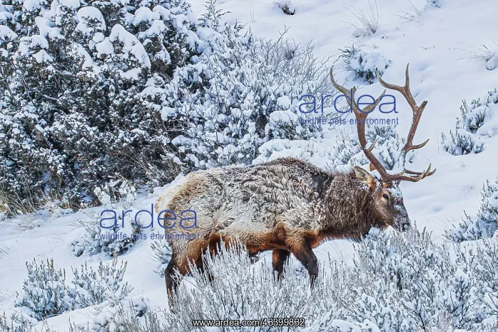  : Bull elk in winter in the Northern Range of Yellowstone