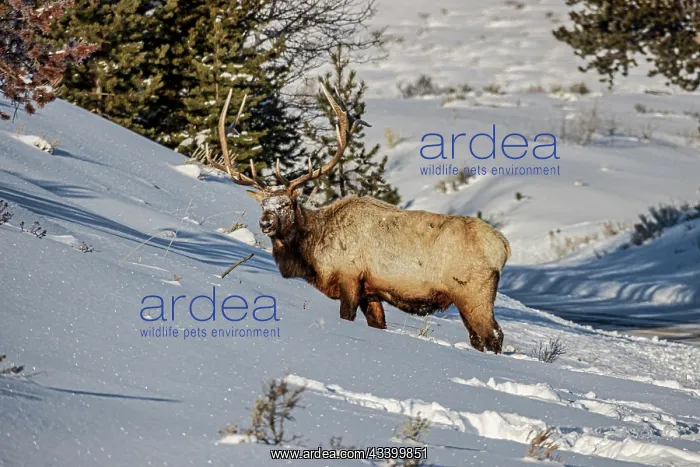 : Bull elk in winter in the Northern Range of Yellowstone : Bull elk in winter in the Northern Range of Yellowstone