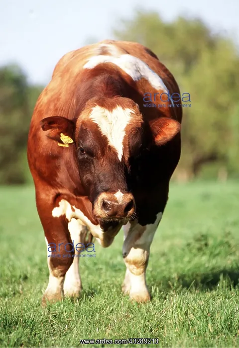 : BULL - IN FIELD, FACING FORWARD : BULL - IN FIELD, FACING FORWARD