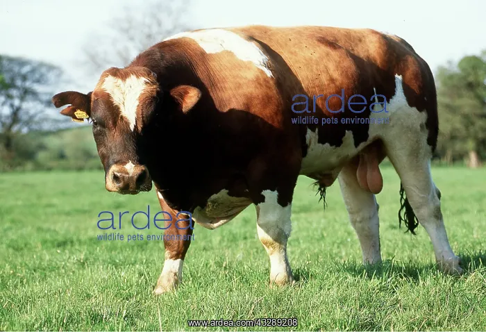 : BULL - in field, side view : BULL - in field, side view