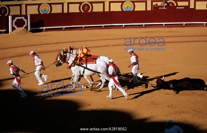 : BULL FIGHT - removing dead bull : BULL FIGHT - removing dead bull