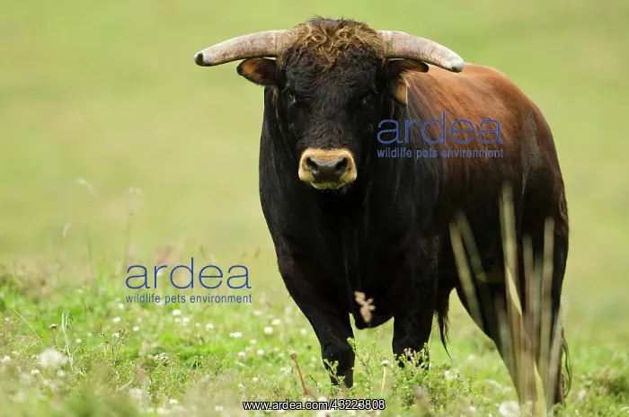 : Bull Fighting Bull from Spanish Stock, base : Bull Fighting Bull from Spanish Stock, base
