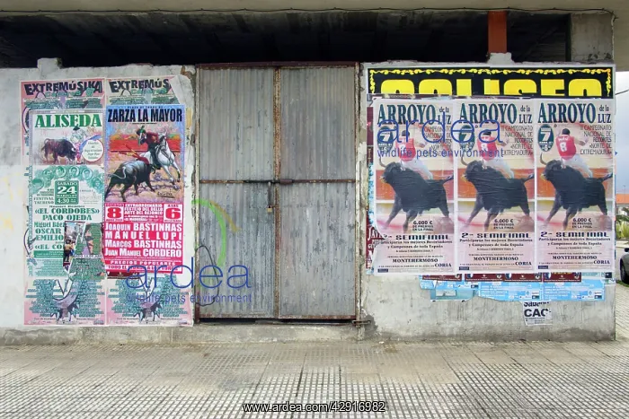: Bull Fighting Posters : Bull Fighting Posters