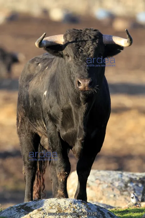 : Bull fighting in Spain Extramadour : Bull fighting in Spain Extramadour